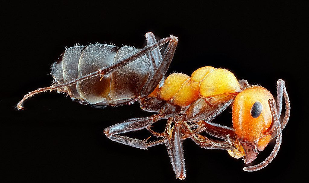 Ant Control service in Albany, GA