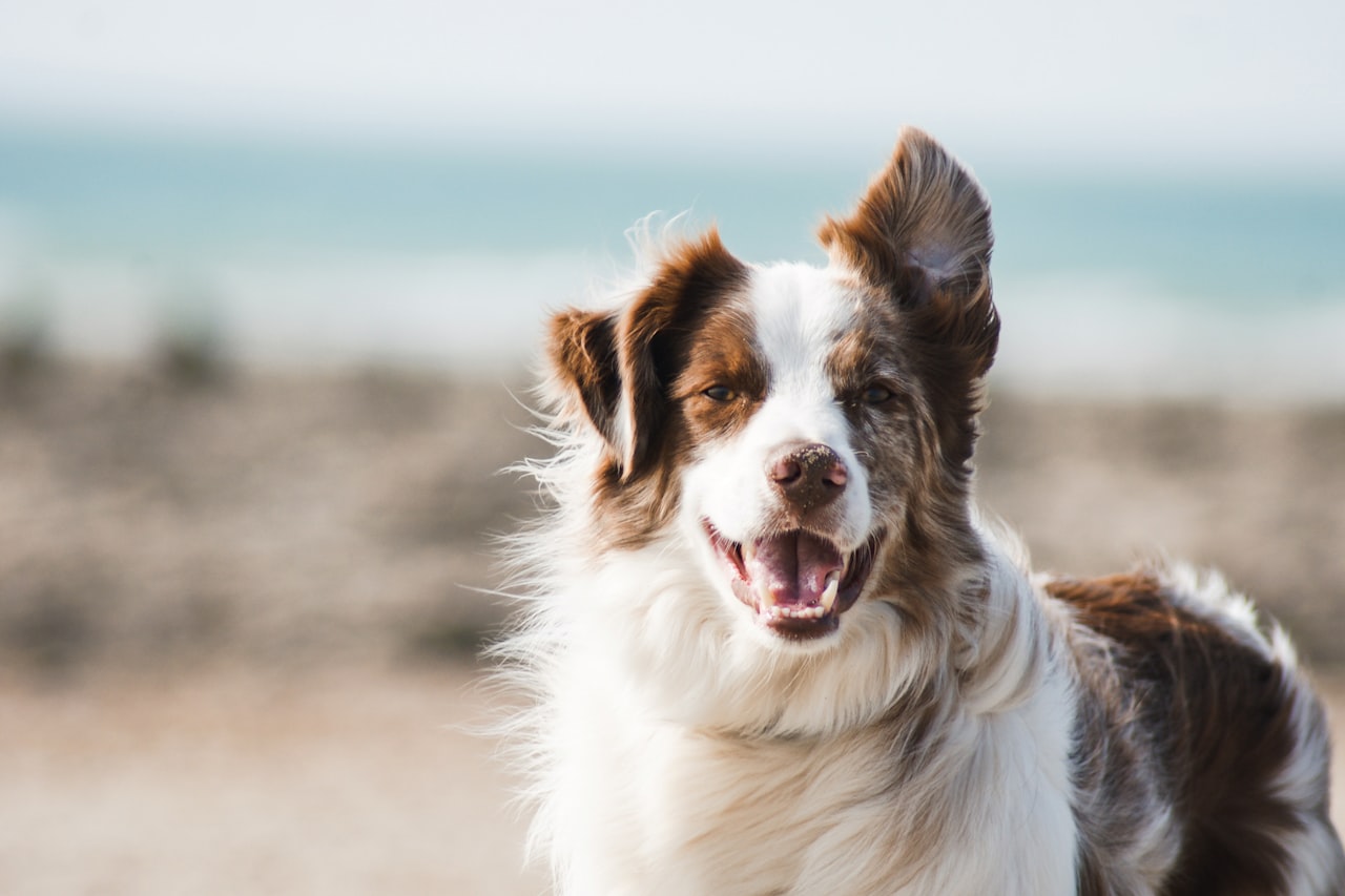 Flea & Tick Control service in Albany, GA