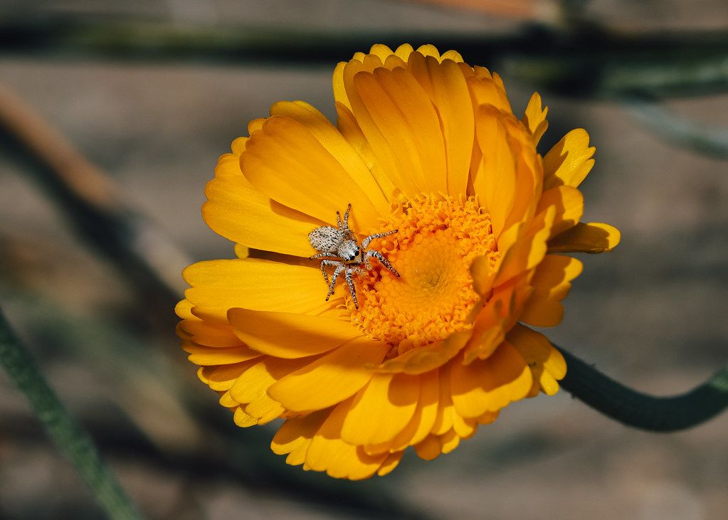Spider Control service in Albany, GA